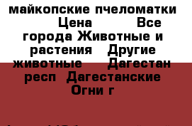  майкопские пчеломатки F-1  › Цена ­ 800 - Все города Животные и растения » Другие животные   . Дагестан респ.,Дагестанские Огни г.